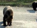Медведи на Лунском (Сахалин!)