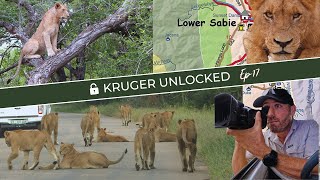 Large Pride of Lions Cause Intense Roadblock | Kruger National Park