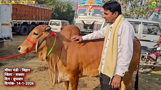 नया साल मे मकर संक्रांति के दिन चौसा मंडी से दुध की टिकाऊ गाय मिली सस्ते दाम मे | Cow Mandi Chausa