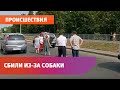 В Уфе женщину сбили из-за собаки