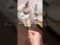 🥵暑くなってきたのでチュールアイス作ってみた🍨