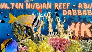 Hilton Nubian - домашний риф // Hilton Nubian - house reef #AbuDabbab #MarsaAlam #Egypt #4k