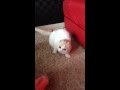 ネズミさんで遊ぶスコティッシュフォールドの子猫 みるきぃ☆