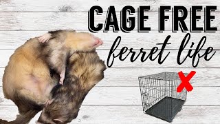 Cage Free Ferret Life | Pazuandfriends