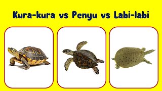Perbedaan Kura-kura, Penyu dan Labi-labi