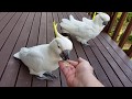 АВСТРАЛИЯ ПОПУГАЙ КАКАДУ ЧУТЬ ПАЛЕЦ НЕ ОТКУСИЛ  AUSTRALIAN COCKATOO BIT MY FINGER