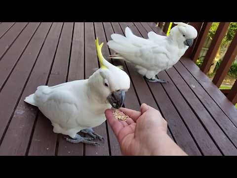 АВСТРАЛИЯ ПОПУГАЙ КАКАДУ ЧУТЬ ПАЛЕЦ НЕ ОТКУСИЛ AUSTRALIAN COCKATOO BIT MY FINGER