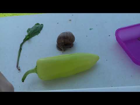 Video: Jak Chovat A Pěstovat Měkkýše?