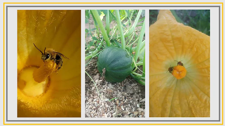 Imidacloprid treated crop causes population declin...