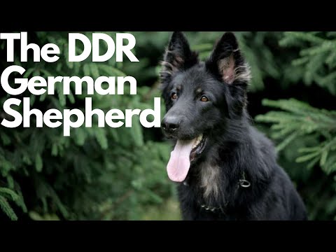 Video: Östtyska herdehundar