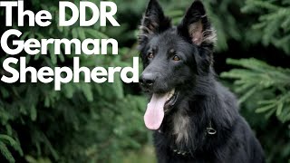 DDR German Shepherd: Everything You Need to Know!