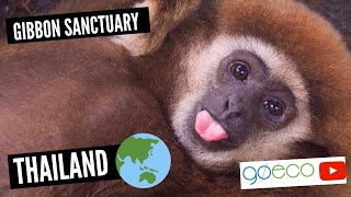 GoEco VOLUNTEER Trip Vlog – Volunteer with Gibbons in Thailand