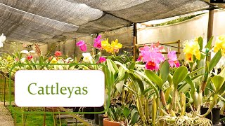 Cultivo de Orquídeas Cattleyas - Alma del Bosque