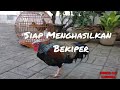 Ayam Hutan ini Siap Menghasilkan Bekiper ( Bekisar Super)