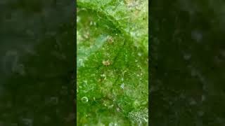 Kırmızı Örümcek Uygulaması Red Spider App - Global Tarım