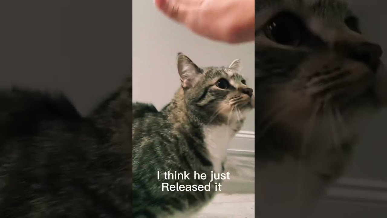 Lol He Ran Away