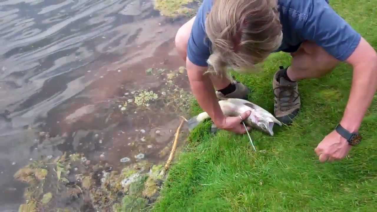 3 lb rainbow trout : r/Fishing