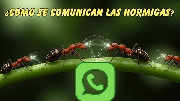Lenguaje SECRETO de las HORMIGAS... #educacióndivertida #insectos #ciencia 