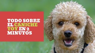 CANICHE TOY: TODO sobre la RAZA  ¡En 2 MINUTOS!