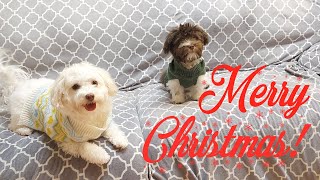 Havanese Enjoy the Holidays with Family