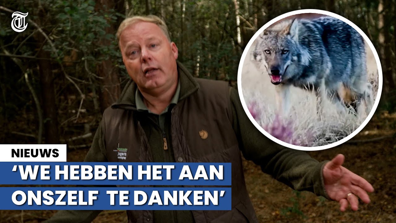 Jagers slaan alarm: 'Mens wordt prooi van de wolf'
