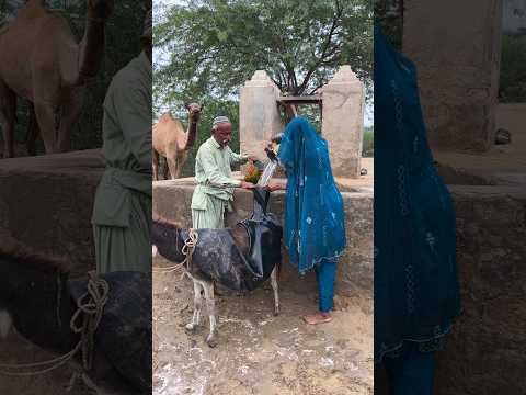 تعاون رائع بين العائلة في الصحراء يحملون الماء على ظهر الحمار