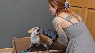 6 rescue foxes go to the vet, and run in yards for the first time!