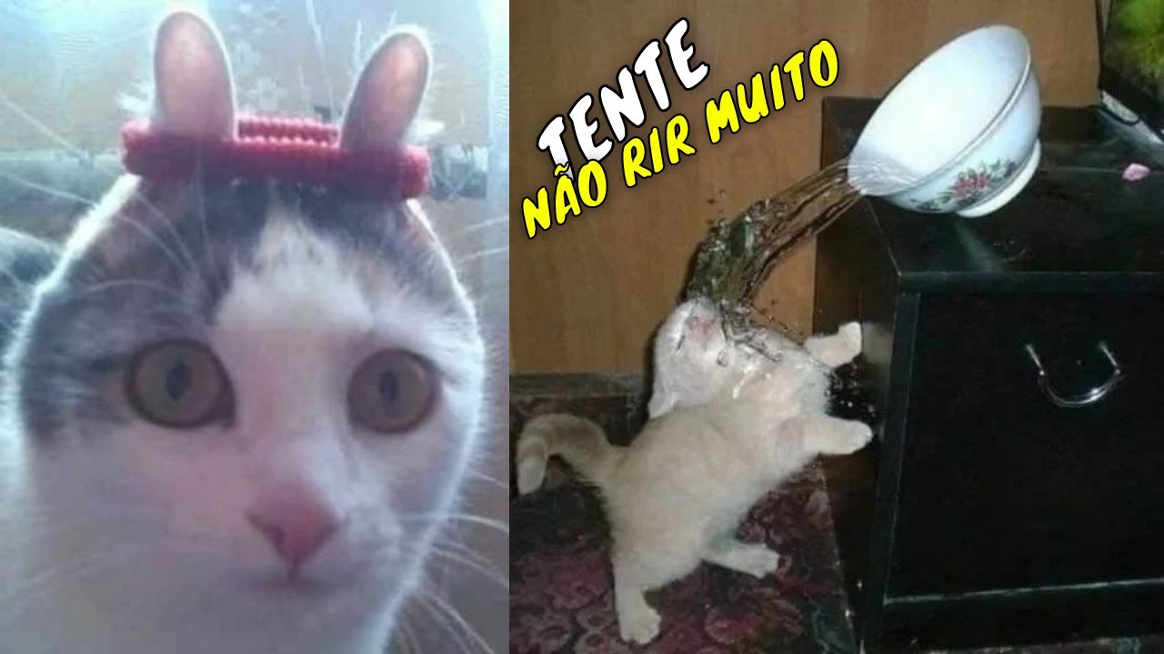 Gatos falando engraçados tente não rir gatos falantes #gatosengraçados