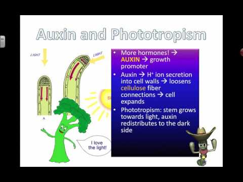 Auxins and Phototropism (2016)