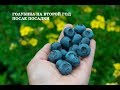 ГОЛУБИКА садовая на второй год . Результаты. Blueberries in the garden