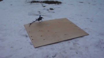 Trex 450 SE V2 CLONE maiden hover and first crash!