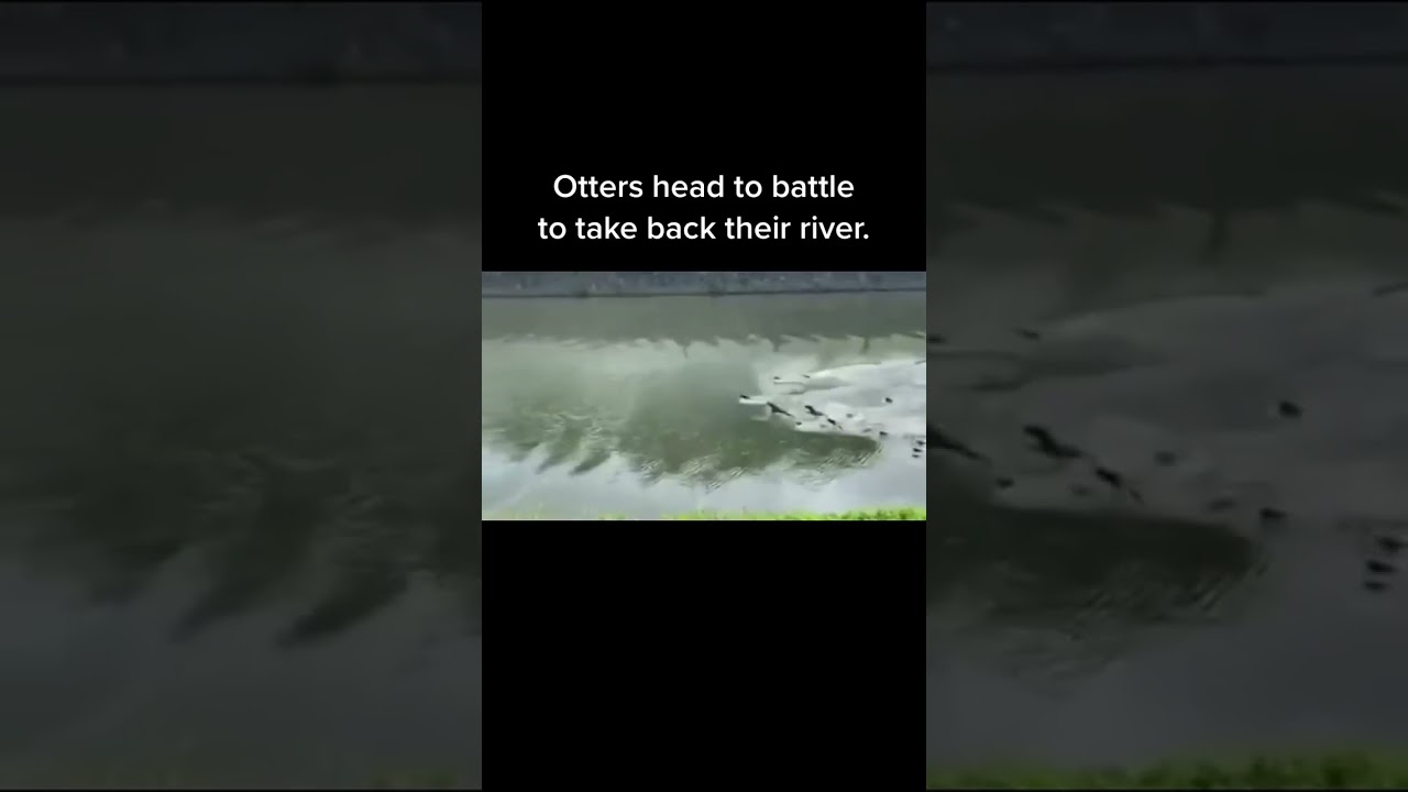 Otter territory war