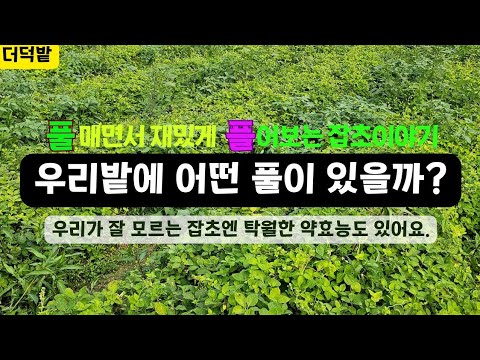 더덕밭 잡초이야기, 잡초특성, 잡초약효능,풀매기,까마중,비름나물,쇠비름,한련초,도깨비바늘,닭의장풀,새팥(돌팥),깨풀,피,바랭이 ...