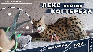 Как подстричь когти дикому животному?