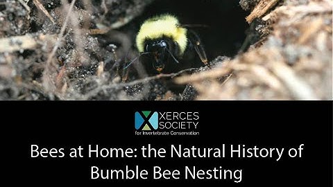 Bees at Home: the Natural History of Bumble Bee Nesting