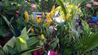 Amazing Lollipop Plant! AKA Golden Shrimp Plant Care || Pachystachys Lutea
About my garden
I live on the edge of USDA zone 6b/7a
We have hot and humid summers and cold winters with occassional snow and ice storms.
Everything that appears tropical and is in a container goes indoors or to a greenhouse for the winter. The plants in the ground stay in the ground all year.
The massive palms are faux planted in their containers to keep from blowing over, they all go to a greenhouse during the winter.
Links to products shown in videos and some that I just like.
These are associate links, so I do make a small commission off of products purchased.
J R Peters Inc (52064) Jacks Classic No.4 20-20-20 All Purpose Fertilizer
https://amzn.to/3500HCF
J R Peters Inc 52624 Jacks Classic No.1.5 20-6-22 Petunia Feed
https://amzn.to/3hXpuuB
Some of my Filming Equipment
Sony A7sii Camera
https://amzn.to/2Dq9dzk
Lens Ziess 16-35 f2.8
https://amzn.to/3bo94Jg
Lens Zeiss 24-70mm
https://amzn.to/2QPTzAs
Smartphone Holder For Tripod
https://amzn.to/31Ucv7r
⬇️⭐⭐⭐⬇️Social Media⬇️⭐⭐⭐⬇️
🍃Stay up to date with daily life and activities through messaging and pictures and dont forget to subscribe and hit the notification bell!
INSTAGRAM- @tropicalplantparty Amazing Lollipop Plant! AKA Golden Shrimp Plant Care || Pachystachys Lutea