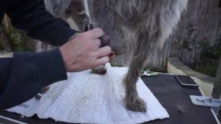 How to Groom Wirehaired Pointing Griffons Part 1 of 2  Bandit