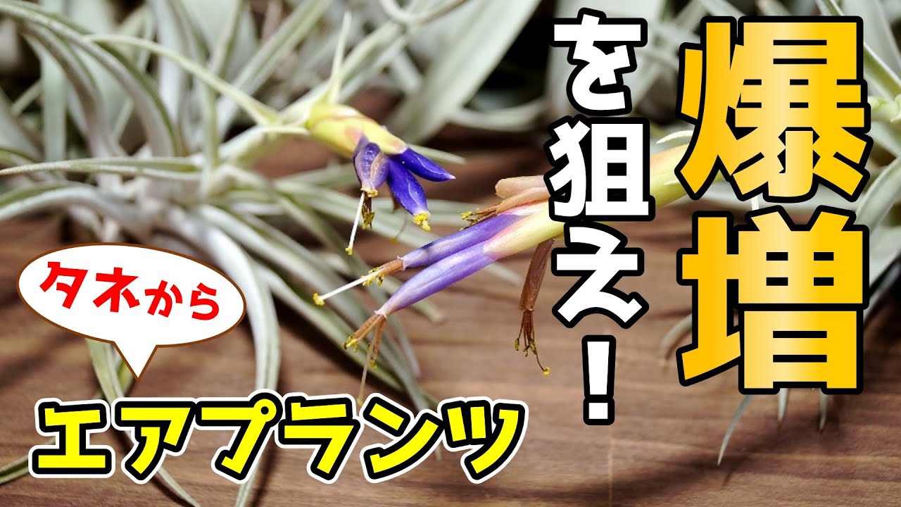 一度は挑戦せよ エアプランツを大量に増やす方法を試してみた 人気観葉植物チランジアの育て方 Youtube