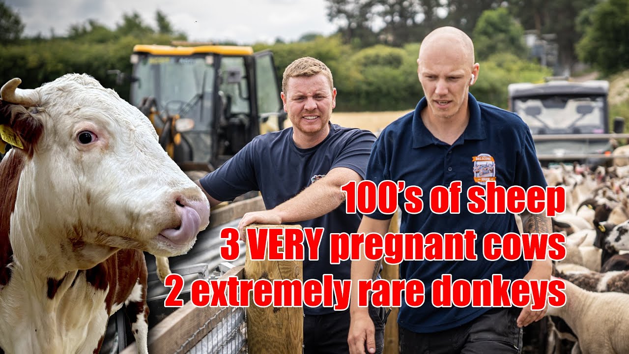 Chaos on the Road! 3 Farms, 8 Animals! 