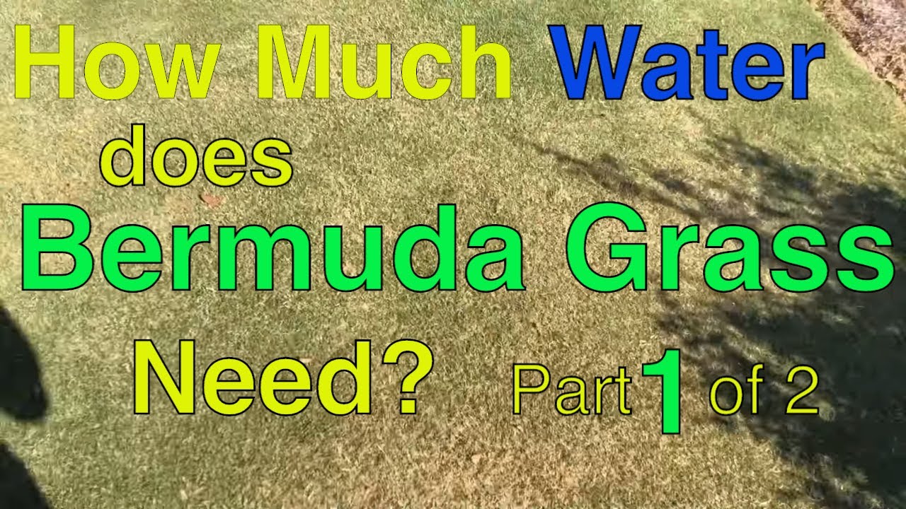 HOW MUCH WATER DOES BERMUDA GRASS NEED - Part 1 of 2 - YouTube