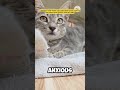 #catvideos #cat #cuteanimal #cute #cutecat #cutepet #pets #catcute #animal #shorts