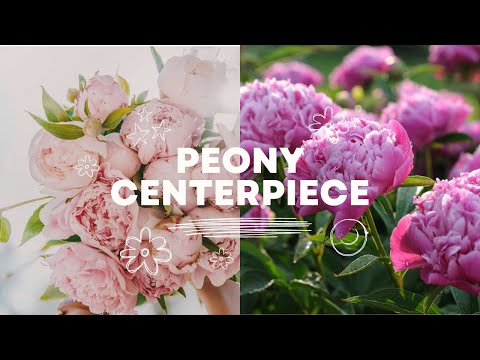 Video: Rosa blomma är den bästa dekorationen på sajten