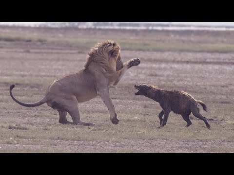 Video: Mengapa singa membenci hyena?