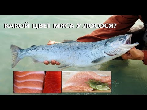 Video: Кызгылт лосось менен квиче-лаурен