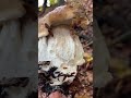 🍄🟫🍂🍁