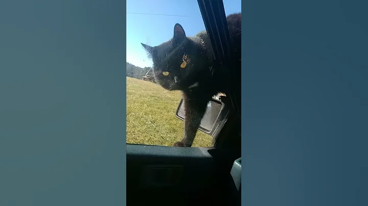 My baby panther