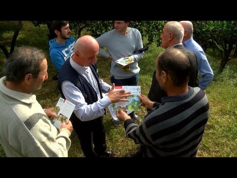 როგორ დავიცვათ ციტრუსი აზიური ფაროსანასგან - შეხვედრა ფერმერებთან