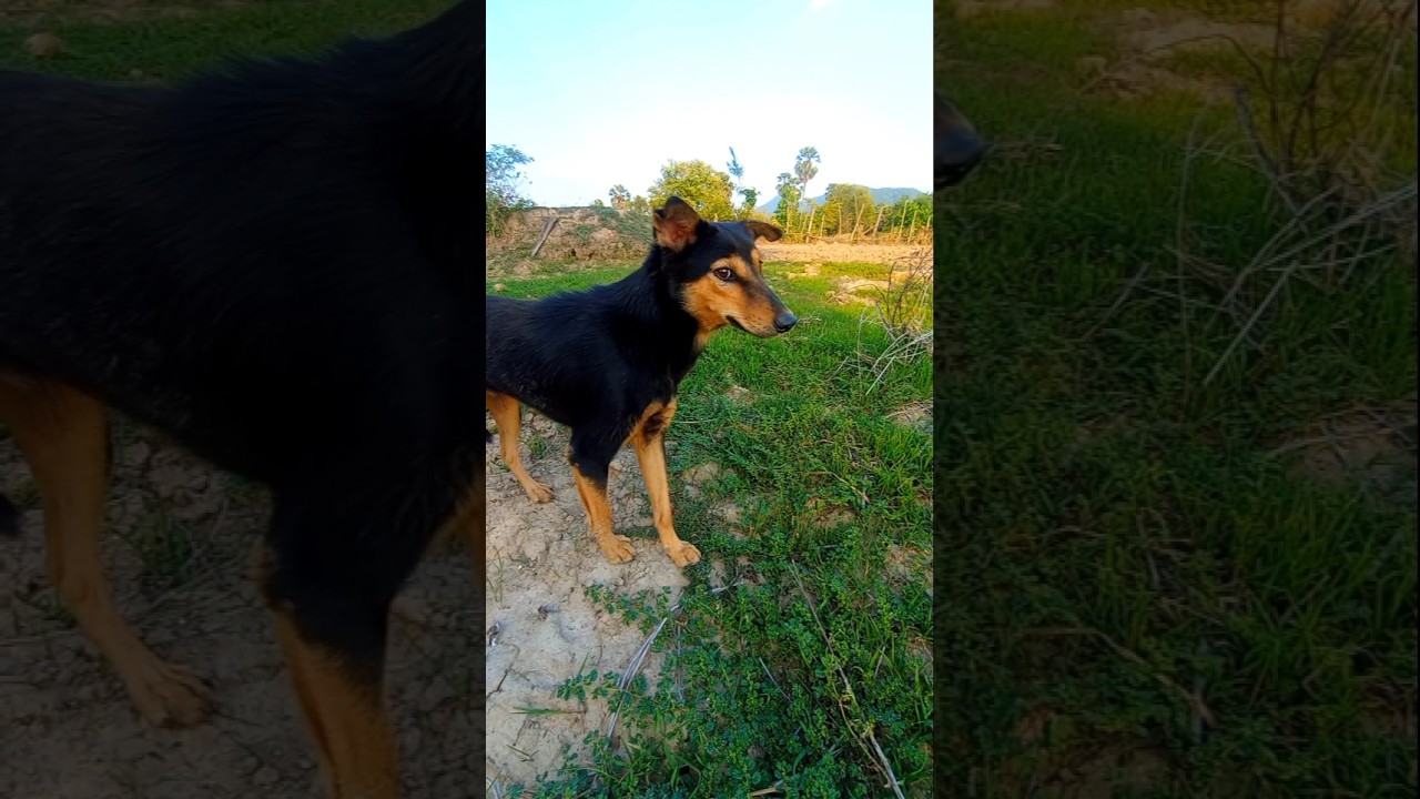 Alert and Proud A Dog Standing in the Countryside 