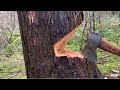 CUTTING DOWN DEAD TREE WITH AXE