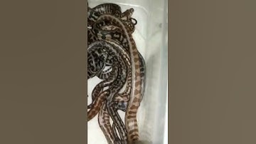 red+zebra+jag= amazing carpet python clutch